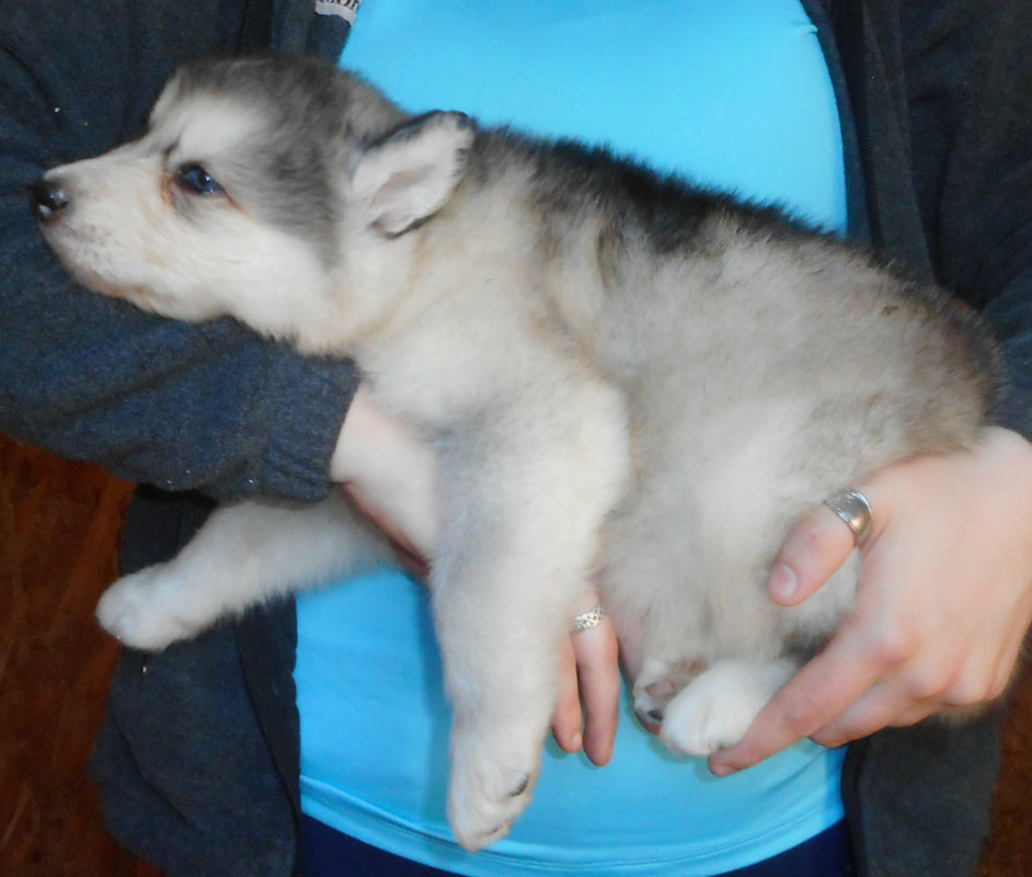 native-american-shepherd-puppies-majestic-view-kennels-hypoallergenic