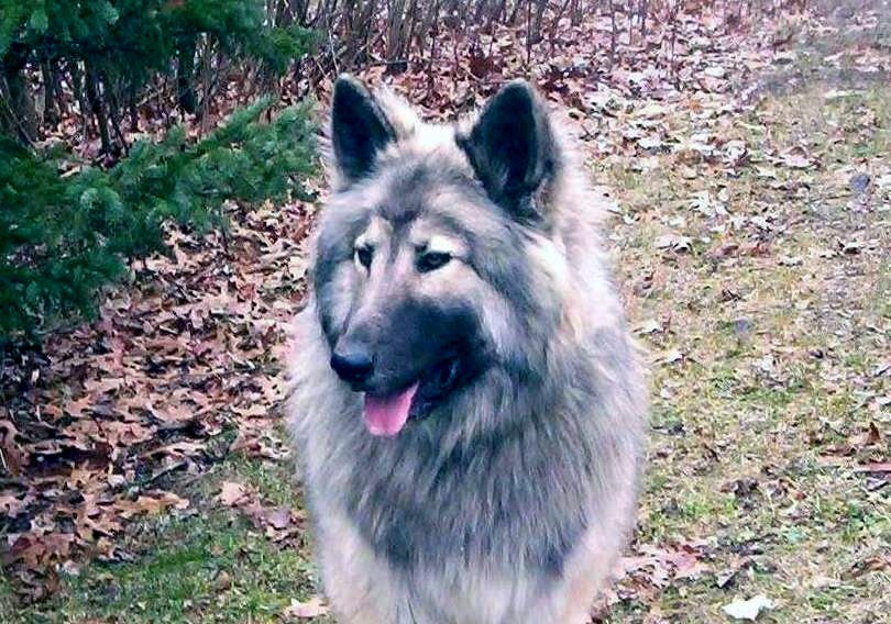 Native american shepherd store dog