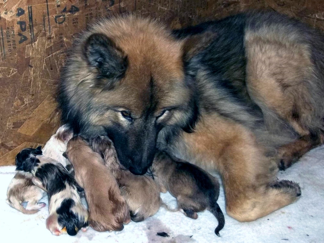 Native american indian dog german sale shepherd mix