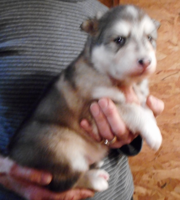 NATIVE AMERICAN INDIAN DOG PUPPIES - MAJESTIC VIEW KENNELS HYPOALLERGENIC DOGS!