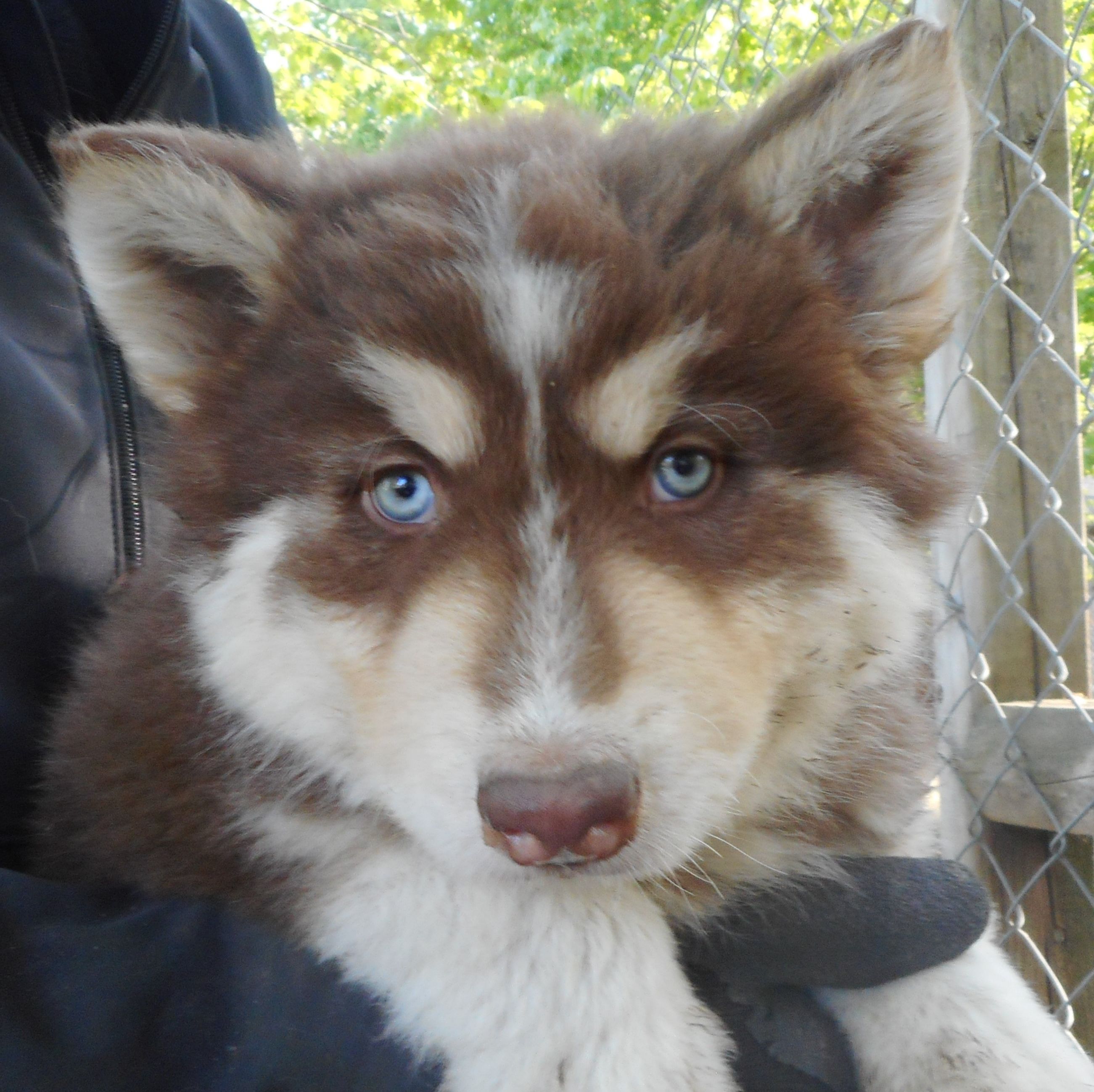 are alaskan huskies hyperallergenic