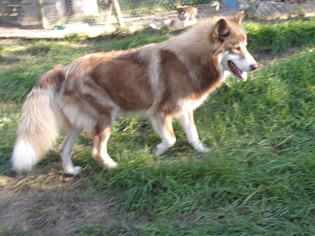 native-american-indian-dog-puppies-majestic-view-kennels