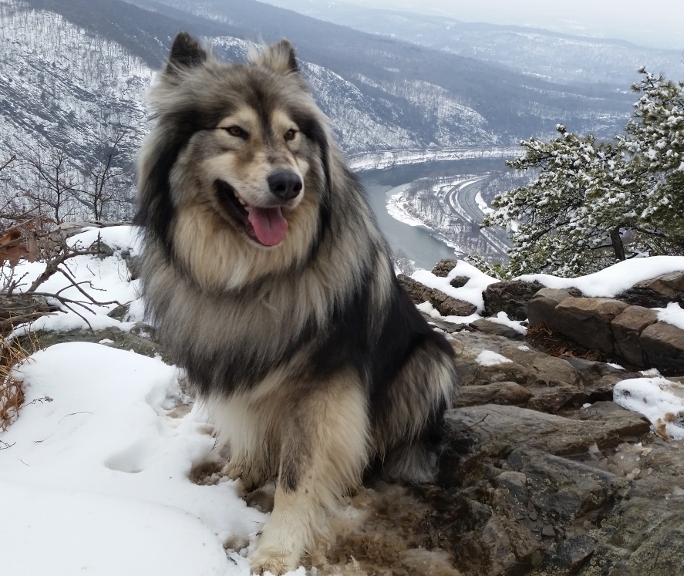 majestic view kennels