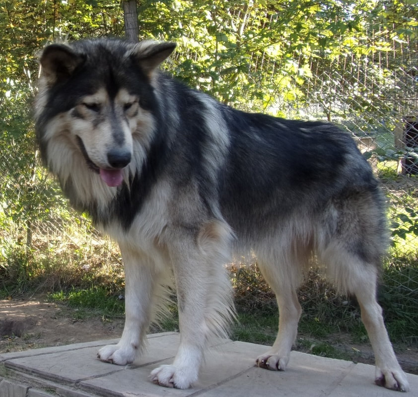 NATIVE AMERICAN SHEPHERD PUPPIES - MAJESTIC VIEW KENNELS HYPOALLERGENIC ...