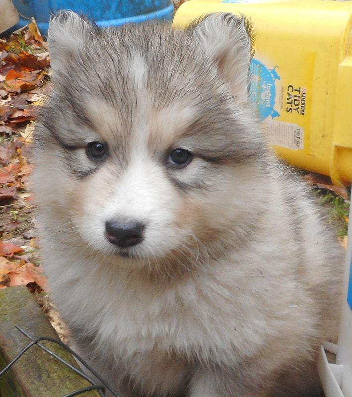 ALASKAN INDIAN DOG PUPPIES - MAJESTIC VIEW KENNELS HYPOALLERGENIC DOGS!