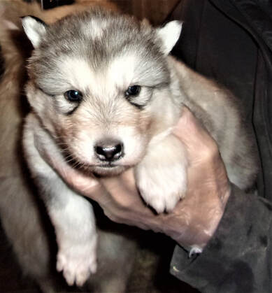 NATIVE AMERICAN INDIAN DOG PUPPIES - MAJESTIC VIEW KENNELS ...