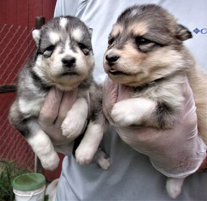 NATIVE AMERICAN INDIAN DOG PUPPIES - MAJESTIC VIEW KENNELS ...