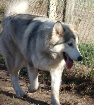 NATIVE AMERICAN INDIAN DOG PUPPIES - MAJESTIC VIEW KENNELS ...