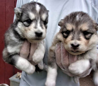 NATIVE AMERICAN INDIAN DOG PUPPIES - MAJESTIC VIEW KENNELS ...