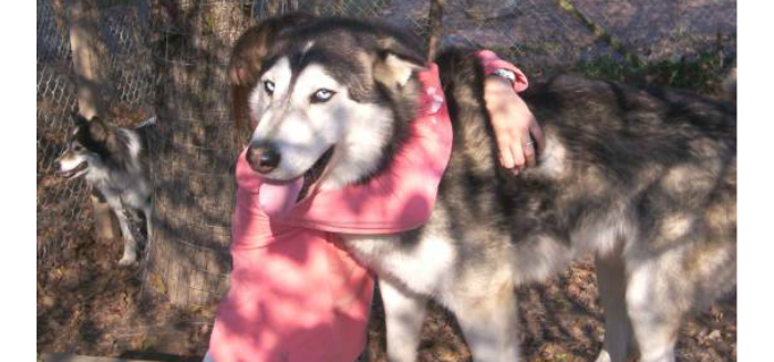 are seppala siberian sleddog hypoallergenic