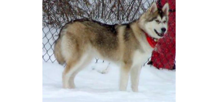 Siberian Husky Puppy by Novoselona Irina